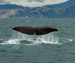 794911_sperm_whale.jpg